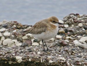 Sand Plover ? Greater