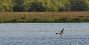 Osprey feeding in the lakes......Bassenthwaite.