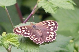 Speckled Wood