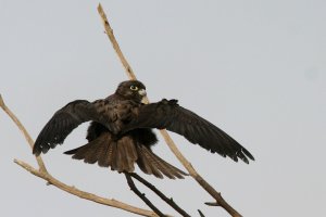 Eleonora's Falcon