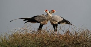 Secretary Bird