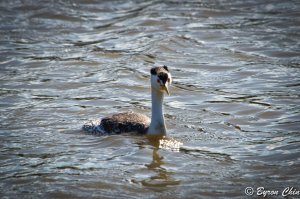 Clark's grebe