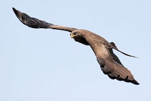 Yellow-billed Kite