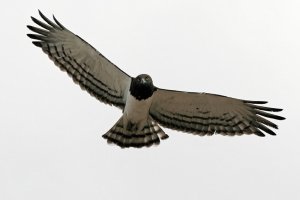 Black-chested Snake Eagle