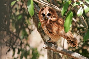 African Wood Owl