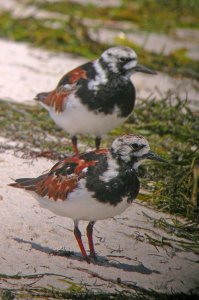 Ruddy Turnstone