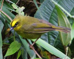 Citrine Warbler