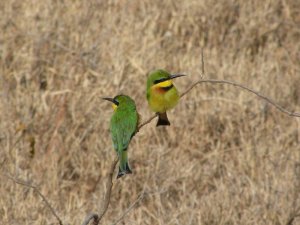 Pair of Little Bee-eaters