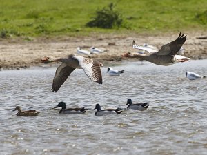 Greylag Geese at RSPB Saltholme