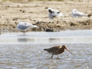 Black Tailed Godwit