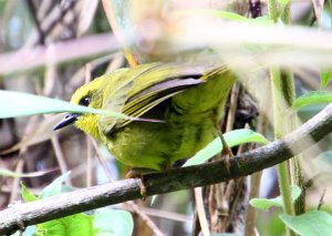 Citrine Warbler