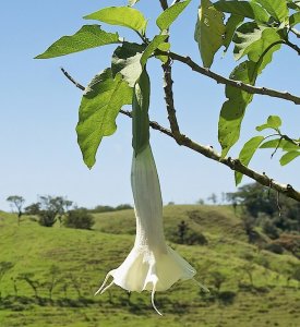 White Angel's Trumpet