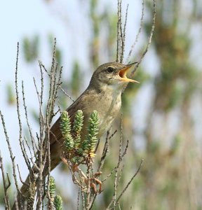 Grasshopper Warbler