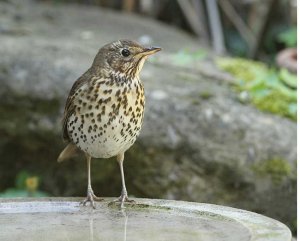 Song Thrush