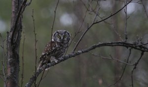 Tengmalms Owl