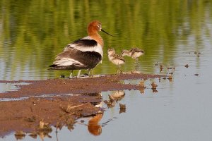 American Avocet with Chicks