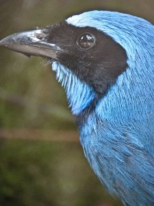 Turquoise Jay