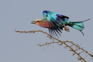 Lilac-breasted Roller