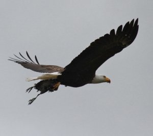 Eagle with prey