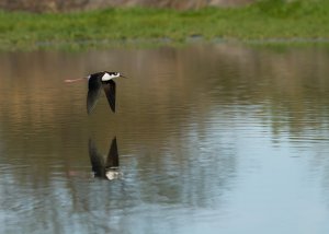 Black-necked Stilt in flight