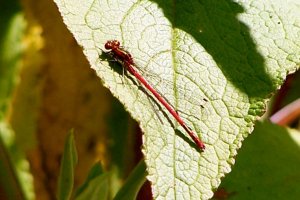 Large Red Damselfly