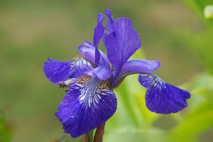 Iris