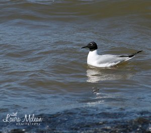 Bonaparte's Gull "A first for the life list"