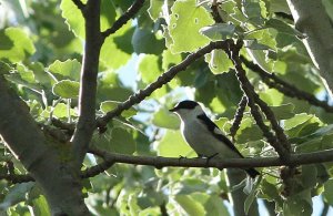 COLLARED FLYCATCHER