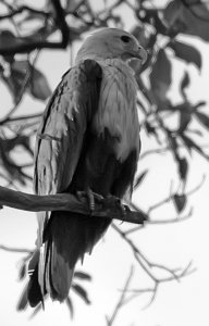 Brahminy Kite