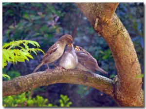 Attentive Mother