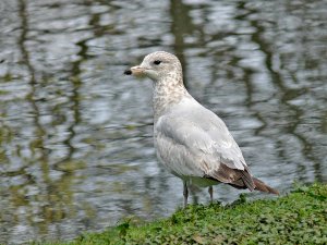 Ring-billed Gull