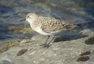 Sanderling