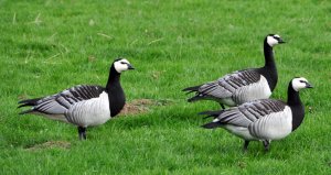 A gaggle of Geese.....