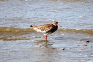 Common Redshank, Jadebusen, Germany