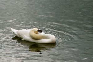 Swan Stretching