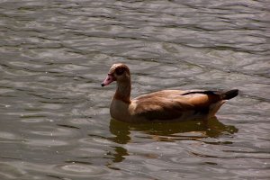 Egyptian Goose