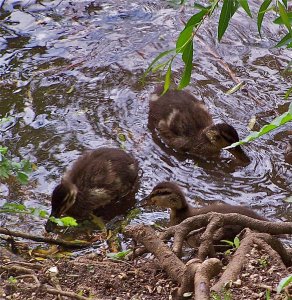 Ducklings