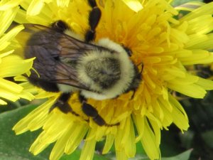 Bumblebee on Dandelion