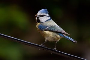 Blue Tit with juicy caterpillar