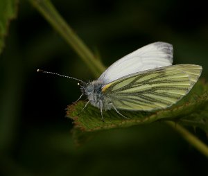 Green-veined White