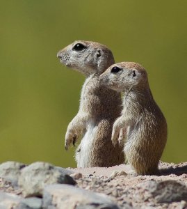 Round Tailed Ground Squirrel and young
