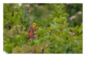 Yellowhammer