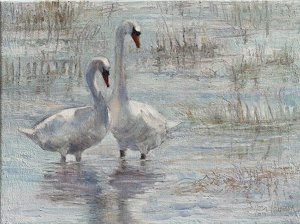 Mute Swans at Ellis Ponds