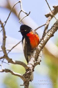 Painted Redstart the show stopper