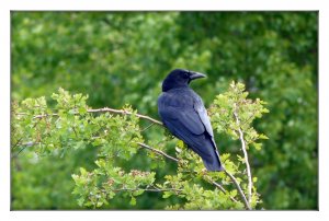 Carrion Crow