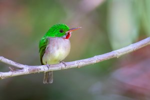 Broad-billed Tody