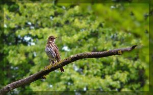 Song Thrush