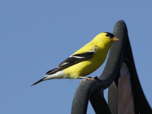 Gold Finch (male)