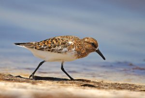 Sanderling