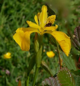 Water Iris and Fly